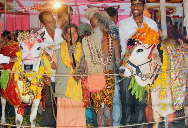 Animal weddings around the world